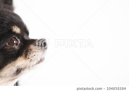 吉娃娃輪廓槍口 104858384