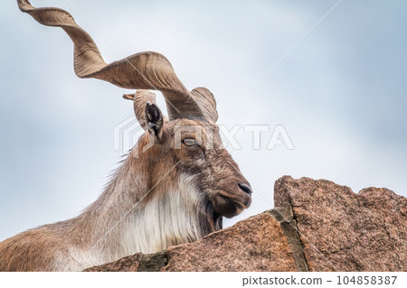 Close-up portrait of Markhor, Capra falconeri, wild goat native to Central Asia, Karakoram and the Himalayas 104858387