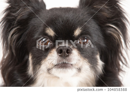 杜普吉娃娃臉 104858388