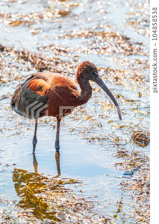 The glossy ibis, latin name Plegadis falcinellus, searching for food in the shallow lagoon. 104858538
