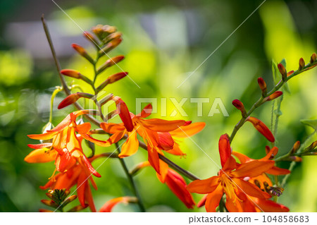 仲夏的陽光和色彩繽紛的花朵 104858683