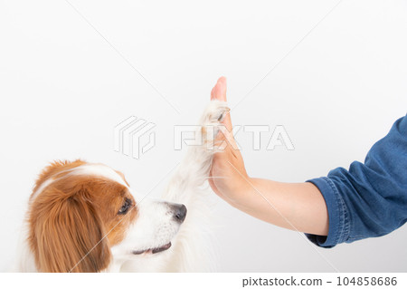 Medium-sized dog to touch with owner Medium-sized dog to touch with owner 104858686
