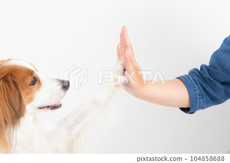 Medium-sized dog to touch with owner Medium-sized dog to touch with owner 104858688