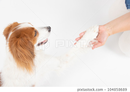 Medium-sized dog to touch with owner 104858689