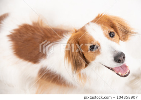 一隻微笑的中型狗躺著 104858907