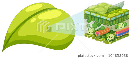Internal structure of leaf diagram 104858988