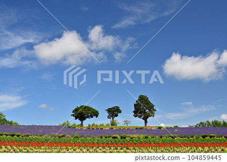 埃爾維斯山 104859445