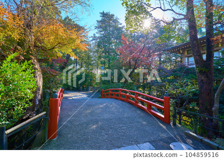 Red bridge over Yanagihara God Pond at Tsurugaoka Hachimangu Shrine in Kamakura City in autumn towards Tsurukameishi Red bridge over Yanagihara God Pond at Tsurugaoka Hachimangu Shrine in Kamakura City in autumn towards Tsurukameishi 104859516