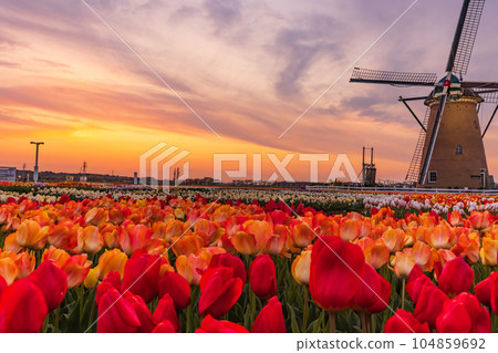 Evening scenery with tulip fields and windmills, Sakura City, Chiba Prefecture Evening scenery with tulip fields and windmills, Sakura City, Chiba Prefecture 104859692
