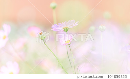 Pastel pink autumn cherry | 16:9 Pastel pink autumn cherry | 16:9 104859833