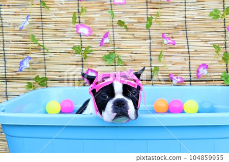 Mighty，一隻波士頓梗犬，進入了一個充滿牽牛花和彩球的美麗泳池♡ 104859955
