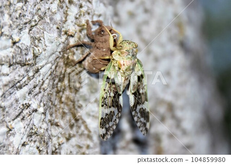 Emergence of niisemi Emergence of niisemi 104859980