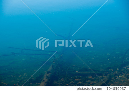 在湖的底部的下落的樹 104859987