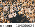 blooming cactus pot in garden 104860024