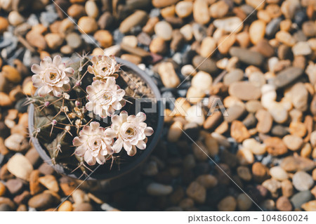 blooming cactus pot in garden blooming cactus pot in garden 104860024