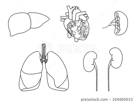 Line drawing of human major organs liver, heart, spleen, lungs and kidneys Line drawing of human major organs liver, heart, spleen, lungs and kidneys 104860033