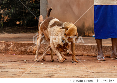 dog abandoned on the street dog abandoned on the street 104860167