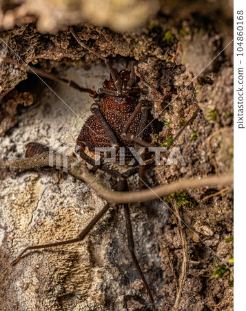 Adult Gonyleptid Harvestmen Adult Gonyleptid Harvestmen 104860168