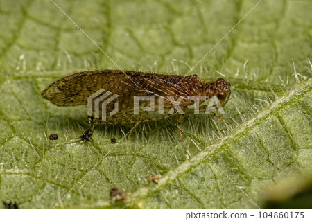 Adult Brown Lacewing 104860175