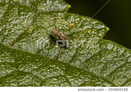 Adult Non-biting Midge 104860188