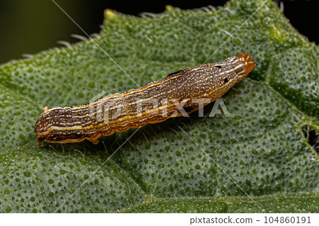 Brown Caterpillar Moth Brown Caterpillar Moth 104860191