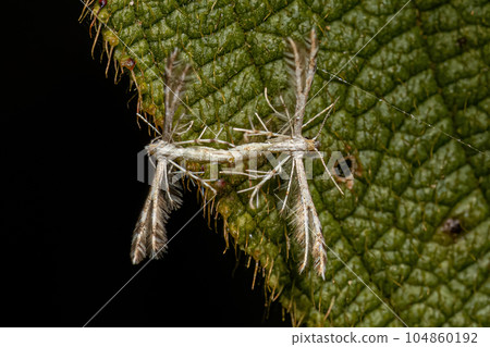 Adult Plume Moths Adult Plume Moths 104860192