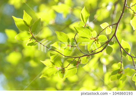 Shiny fresh green Shiny fresh green 104860193