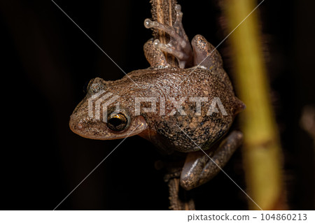 Snouted Tree Frog 104860213
