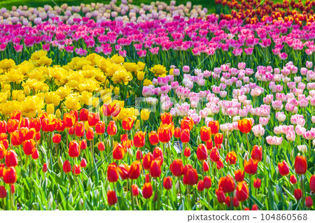 昭和紀念公園色彩繽紛的鬱金香花田 104860568