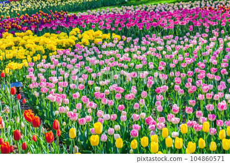 昭和紀念公園色彩繽紛的鬱金香花田 104860571