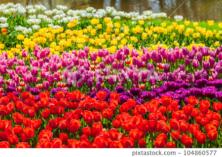 Colorful tulip fields Showa Kinen Park Colorful tulip fields Showa Kinen Park 104860577