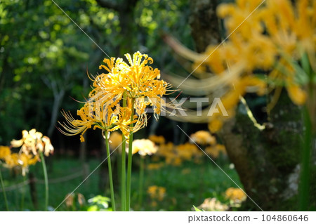 Cluster amaryllis Cluster amaryllis 104860646