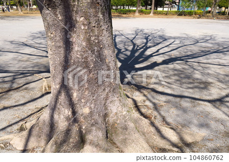 春天的公園風景與櫸樹的影子 春天的公園風景與櫸樹的影子 104860762