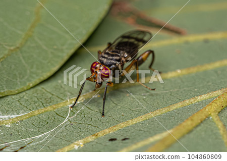 Adult Acalyptrate Fly 104860809