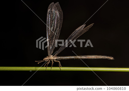 Adult Long tailed Antlion Adult Long tailed Antlion 104860810