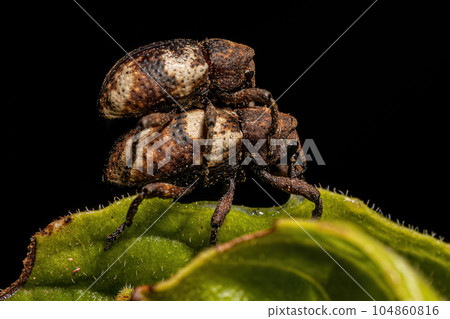 Adult True Weevil Adult True Weevil 104860816