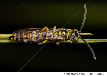 Adult New World Banded Thynnid Wasp 104860822