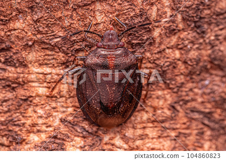 Small Stink bug 104860823