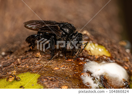 Adult Stingless Bee Adult Stingless Bee 104860824