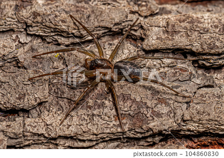 Small Corinnoid Spider 104860830
