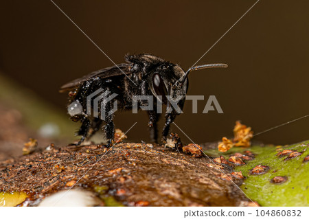 Adult Stingless Bee 104860832