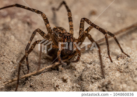 Adult Wandering Spider 104860836