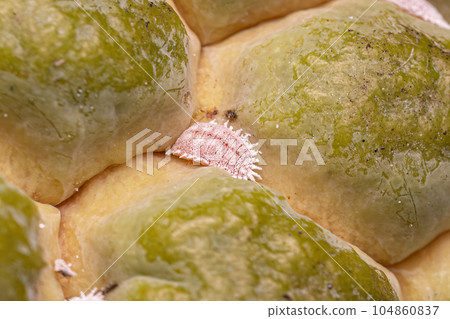 White Scale Insect 104860837