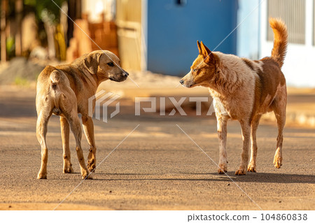 dog abandoned on the street dog abandoned on the street 104860838