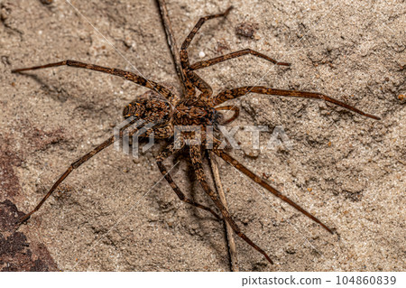 Adult Wandering Spider Adult Wandering Spider 104860839