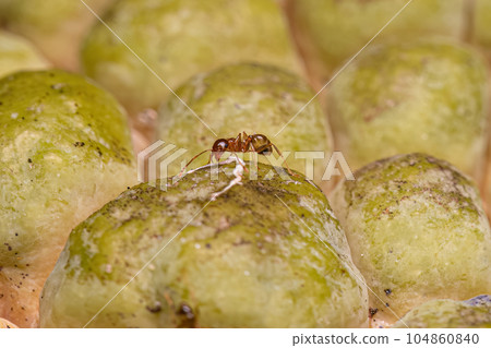 Adult Female Big-headed Ant 104860840