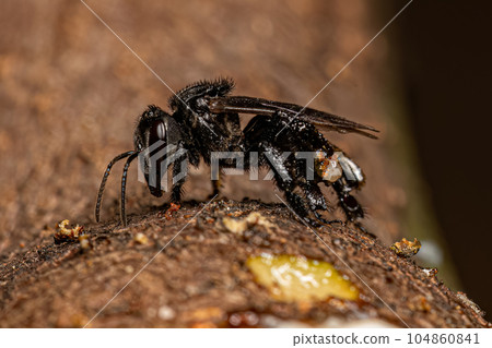 Adult Stingless Bee Adult Stingless Bee 104860841
