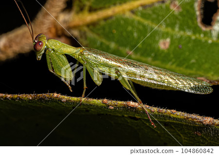 Adult Male Acontistid Mantis Adult Male Acontistid Mantis 104860842