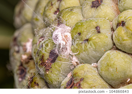 White Scale Insect White Scale Insect 104860843