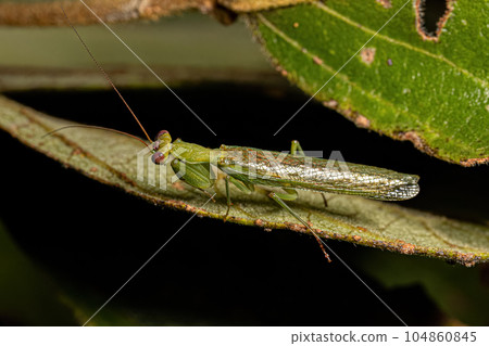 Adult Male Acontistid Mantis Adult Male Acontistid Mantis 104860845